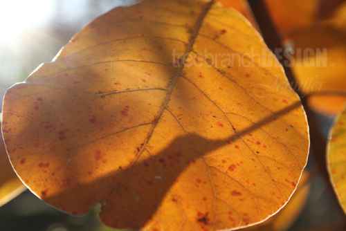 Photograpy of Fall in Maryland: The Glowing Leaf