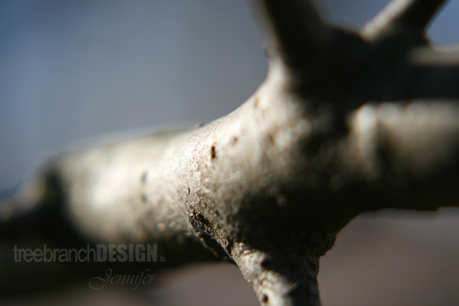 Photography: Branching Out