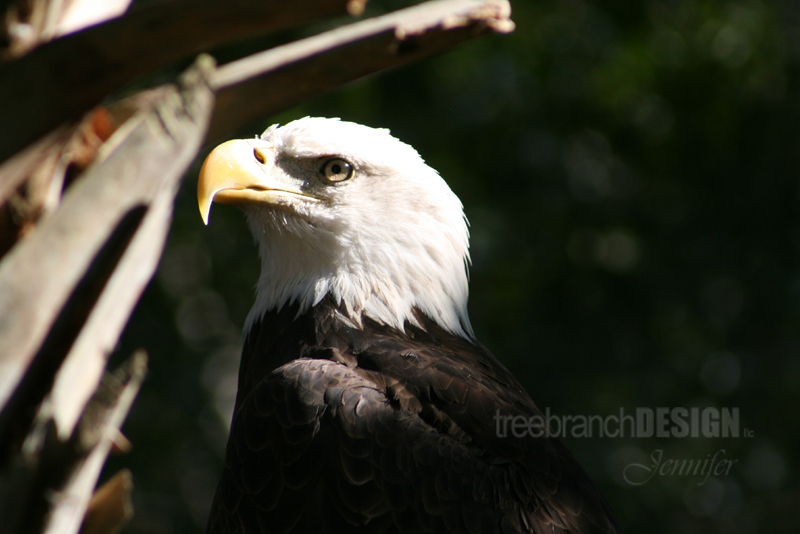 Photography: The Bald Eagle, an Icon for our Earth