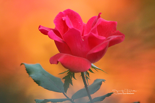 Rose by Jennifer Triplett